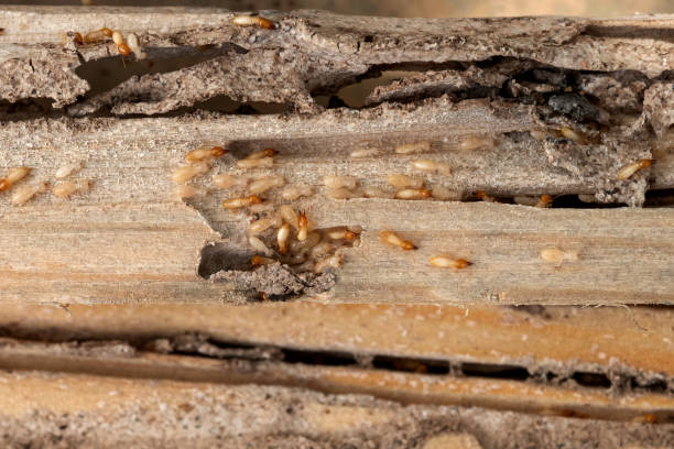 Best Affordable Pest Control Services  in La Salle, CO