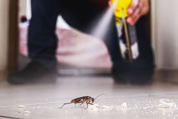 Best Spider Control Near Me  in La Salle, CO